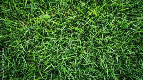 Lawn Mowing: Trim grass to an even height, encouraging healthy growth and enhancing the beauty of your outdoor spaces with a neat, well-maintained lawn. 