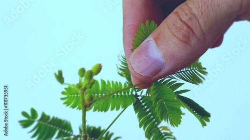 The white man's hand touches the green leaves of the shy mimosa plant and they fold and close. Unique defensive ability, adaptation, survival in extreme situations