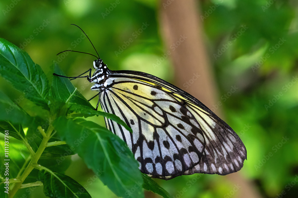 Leopard Lacewing butterfly (Cethosia cyane) on purple flowers, on the island of Aruba. Green plants in background.
Leopard Lacewing butterfly (Cethosia cyane) on purple flowers, on the island of Aruba. Green plants in background.
