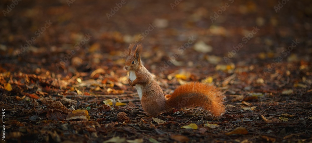 Red squirrel in autumn leaves Red squirrel in autumn leaves