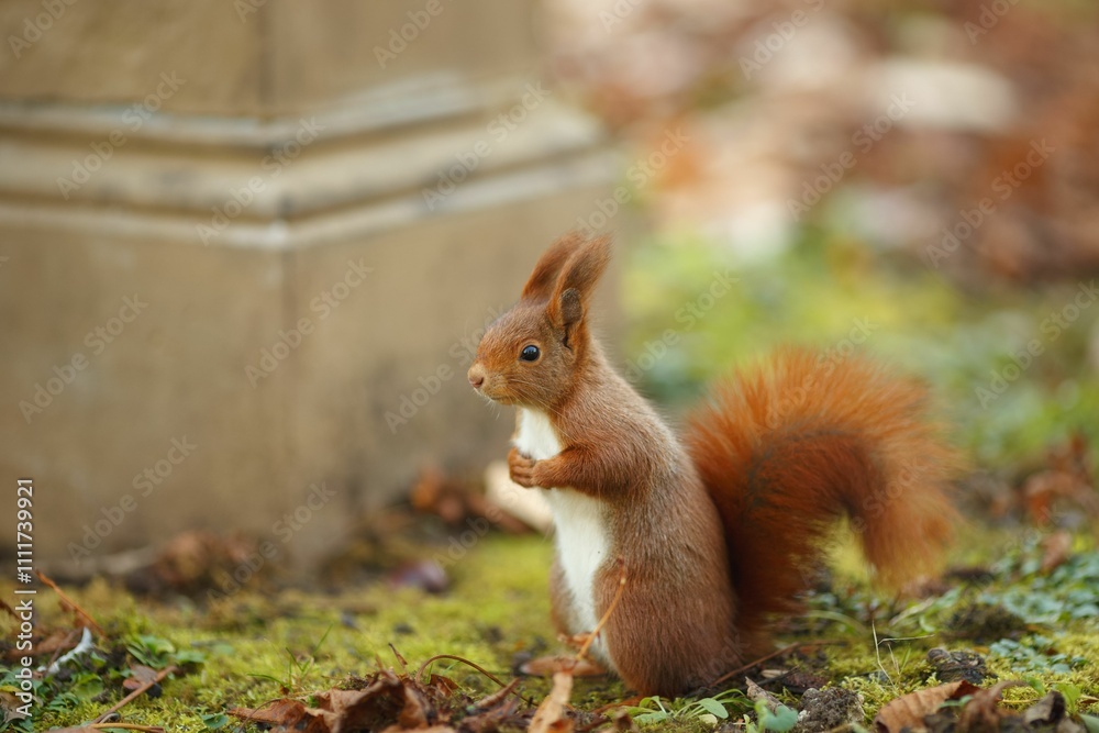 Red squirrel on mossy ground by a stone pillar. Red squirrel on mossy ground by a stone pillar.