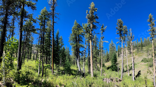 A lush forest scene featuring tall trees under a clear blue sky, highlighting nature"s tranquility and beauty