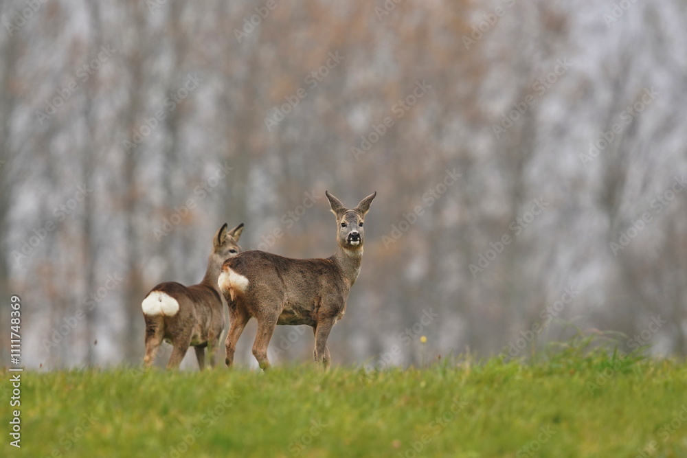 Fototapeta premium Two roe deer stand on the horizon. Capreolus capreolus. Wildlife scene with two doe.
