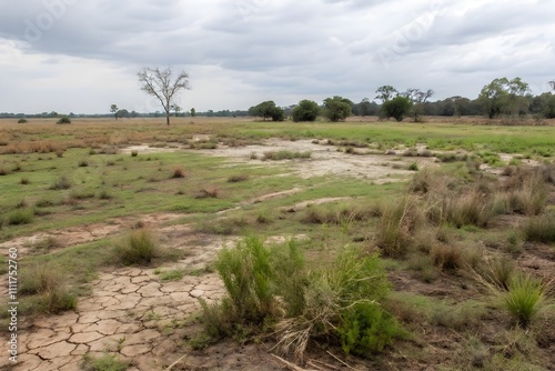 Dry cracked grass meadow sparse vegetation. Overgrazing issue