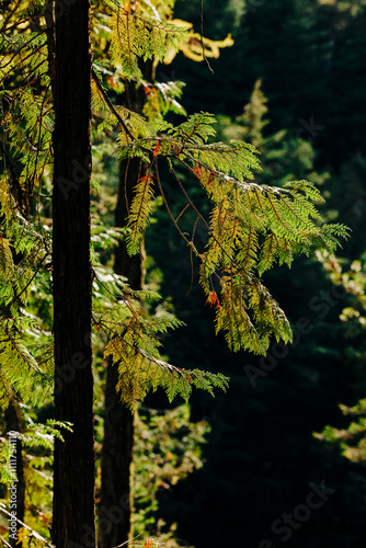 Glowing backlit evergreen forest trees, Glacier National Park photo