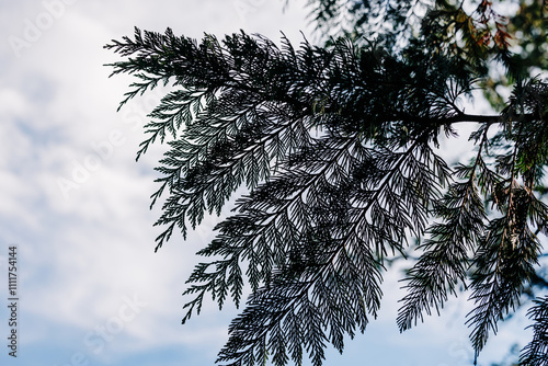 Evergreen bough silhouette against blue cloudy sky