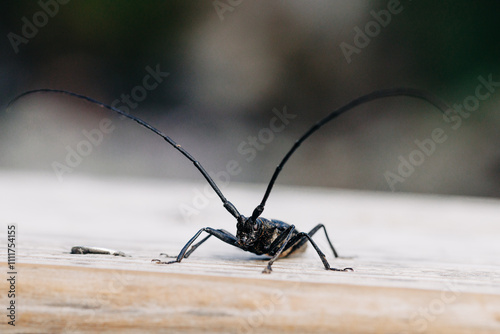 White spotted sawyer beetle with long antennae on wood surface photo