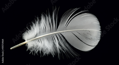 A white feather floating softly on a black background, emphasizing its intricate details and softness photo