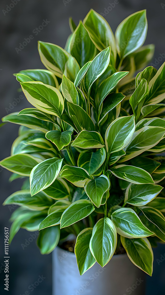 Fototapeta premium Lush green houseplant in a gray pot.