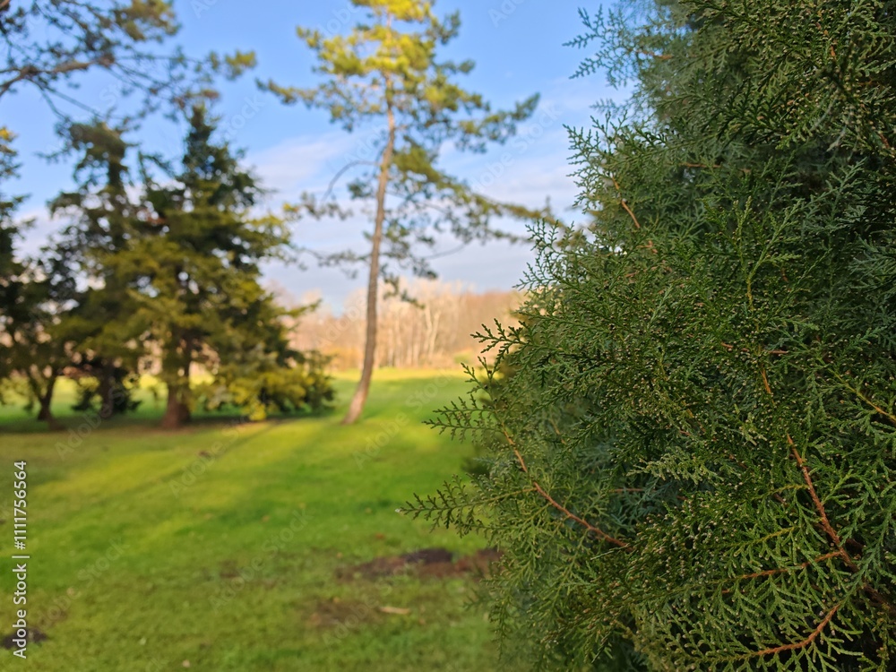 A green park with trees. Pine branches with small needles in the foreground. Background: trees on green grass, blue sky with light clouds. Bright and contrasting image. A green park with trees. Pine branches with small needles in the foreground. Background: trees on green grass, blue sky with light clouds. Bright and contrasting image.