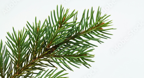 Detailed shot of green conifer needles on a twig against a clean white background