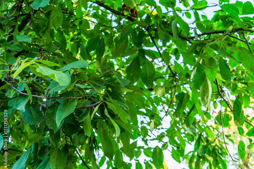 A vibrant close-up of lush green leaves on tree branches illuminated by sunlight. The foliage creates a fresh and natural background, showcasing the beauty of nature and summer. A vibrant close-up of lush green leaves on tree branches illuminated by sunlight. The foliage creates a fresh and natural background, showcasing the beauty of nature and summer.