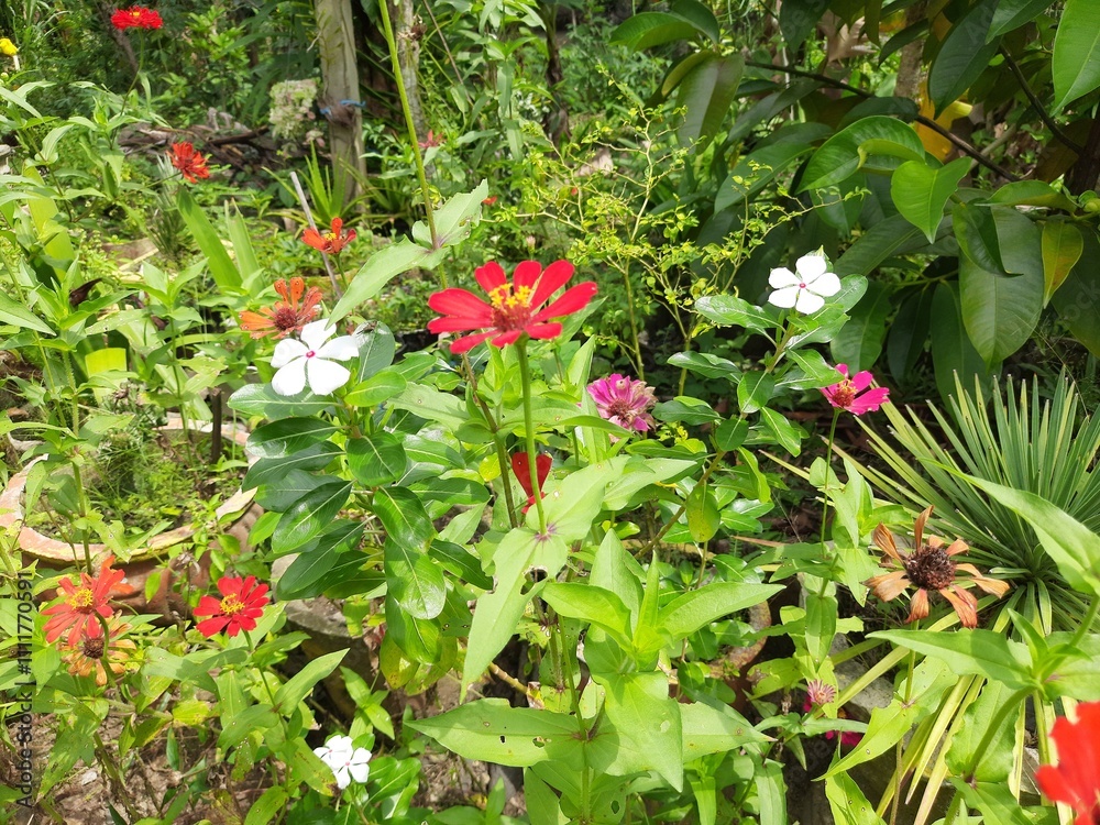 Brightly colored flowers bloom in a vibrant garden during midday in a tropical region Brightly colored flowers bloom in a vibrant garden during midday in a tropical region