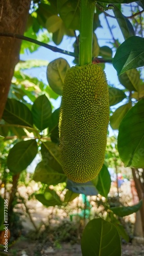 mango on tree