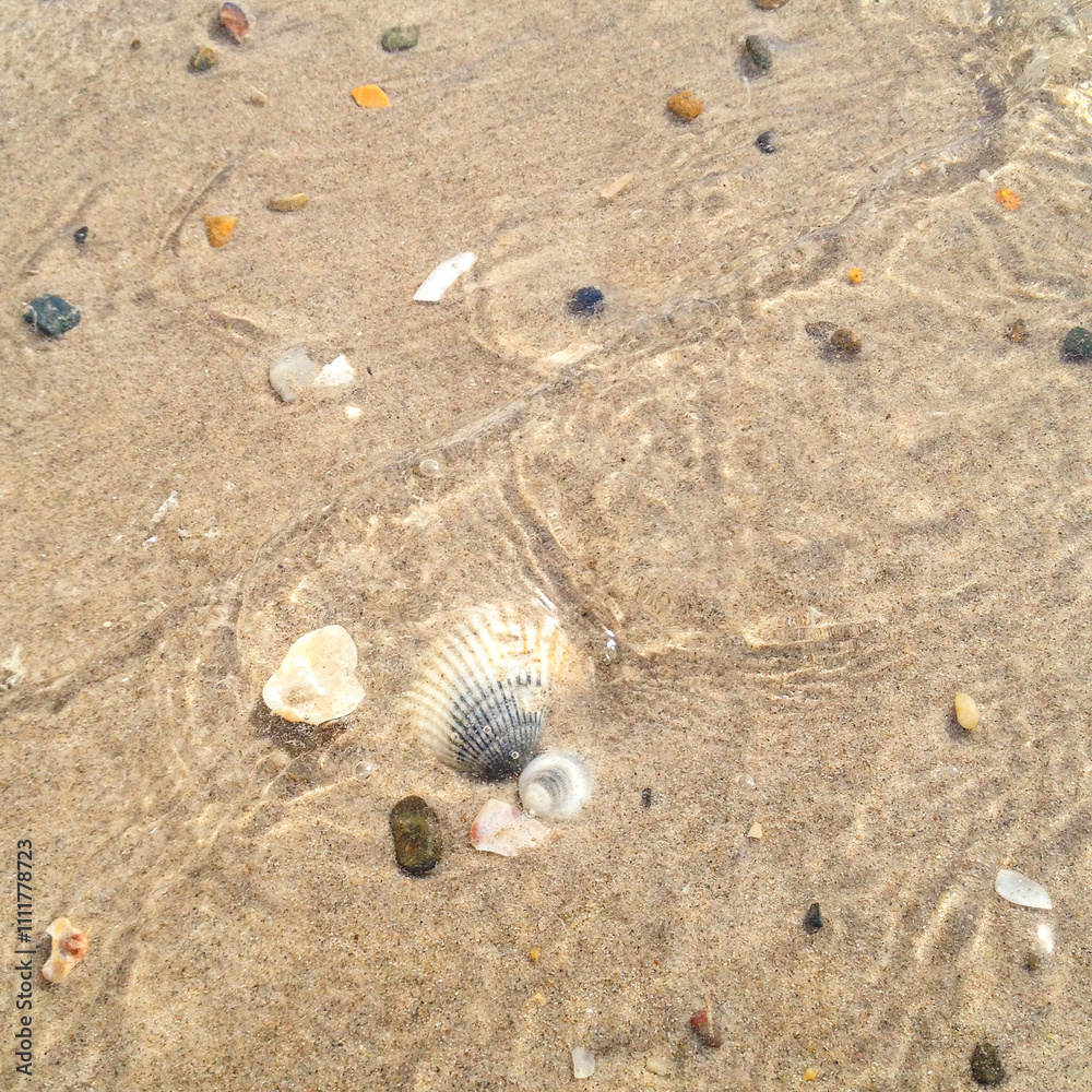 Seashells along the beach, Bayron Bay, NSW, Australia Seashells along the beach, Bayron Bay, NSW, Australia