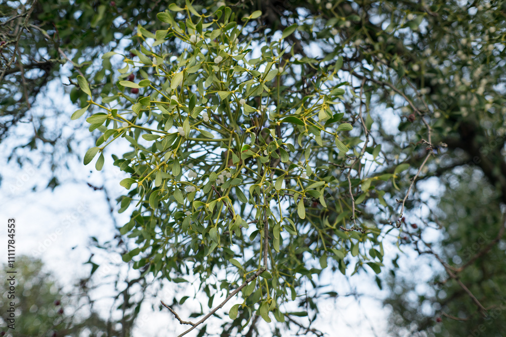 Mistletoe, a plant that parasitizes other plants. Symbol of Christmas.
Mistletoe, a plant that parasitizes other plants. Symbol of Christmas.