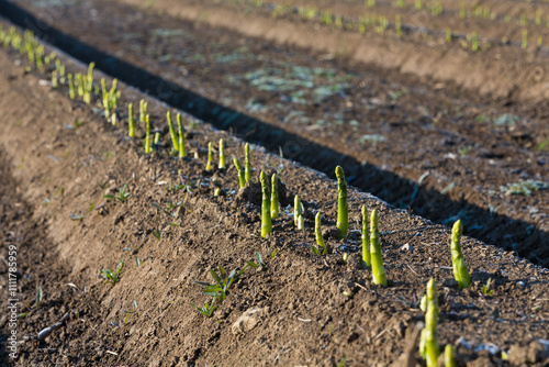 young asparagus plants on the field