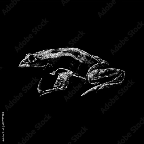 Scrotum Frog hand drawing vector isolated on black background.