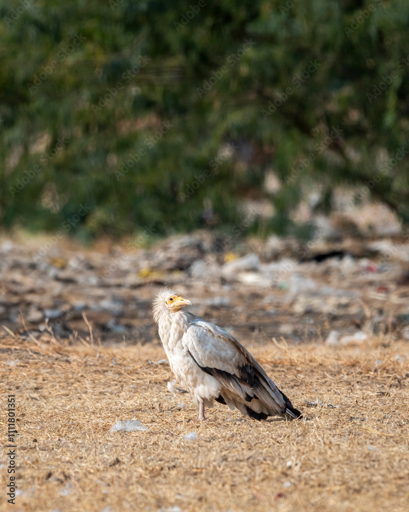 Egyptian vulture or Neophron percnopterus bird in natural green background during winter migration in dump yard of Jorbeer Conservation Reserve bikaner rajasthan india asia Egyptian vulture or Neophron percnopterus bird in natural green background during winter migration in dump yard of Jorbeer Conservation Reserve bikaner rajasthan india asia