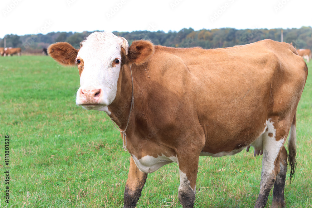 Cows graze in the pasture. Agriculture. Cattle breeding. Cows graze in the pasture. Agriculture. Cattle breeding.