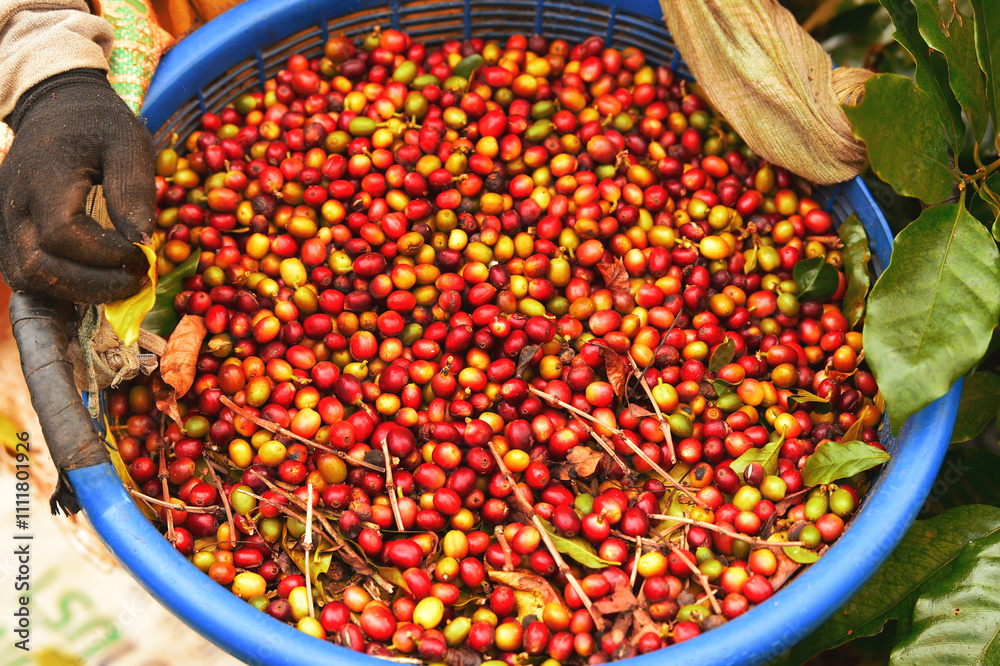 Fotografie Fresh coffee bean in basket