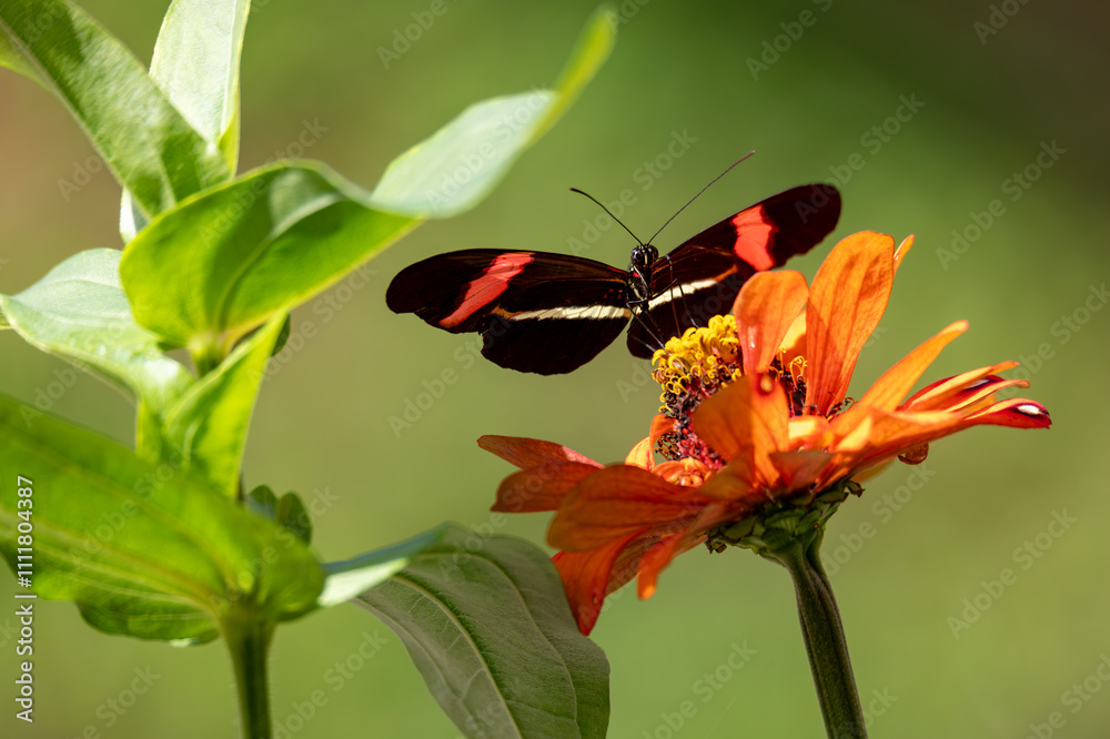 Εκτύπωση καμβά Heliconius erato cruentus, or the red postman, is one of about 40 neotropical species of butterfly belonging to the genus Heliconius