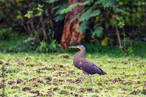 Bare-throated tiger heron (Tigrisoma mexicanum) is a wading bird of the heron family, Ardeidae. Refugio de Vida Silvestre Cano Negro, Wildlife and bird watching in Costa Rica. photo