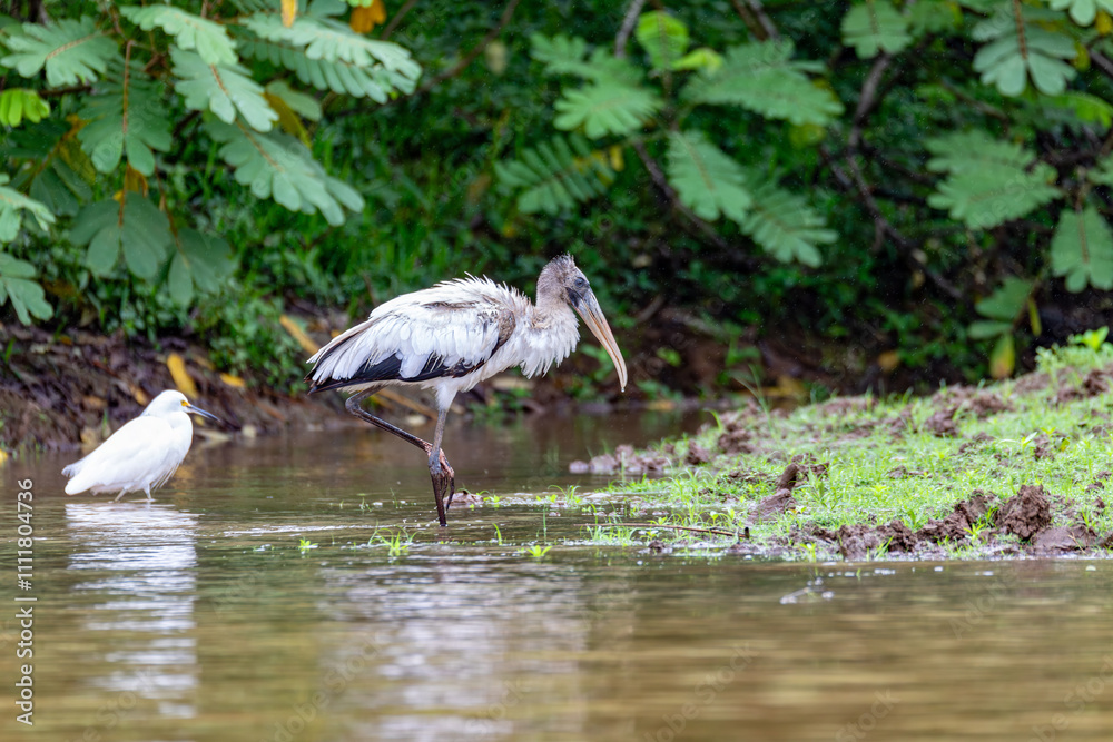 Φωτογραφία Wood stork (Mycteria americana), large American wading bird in the family Ciconiidae