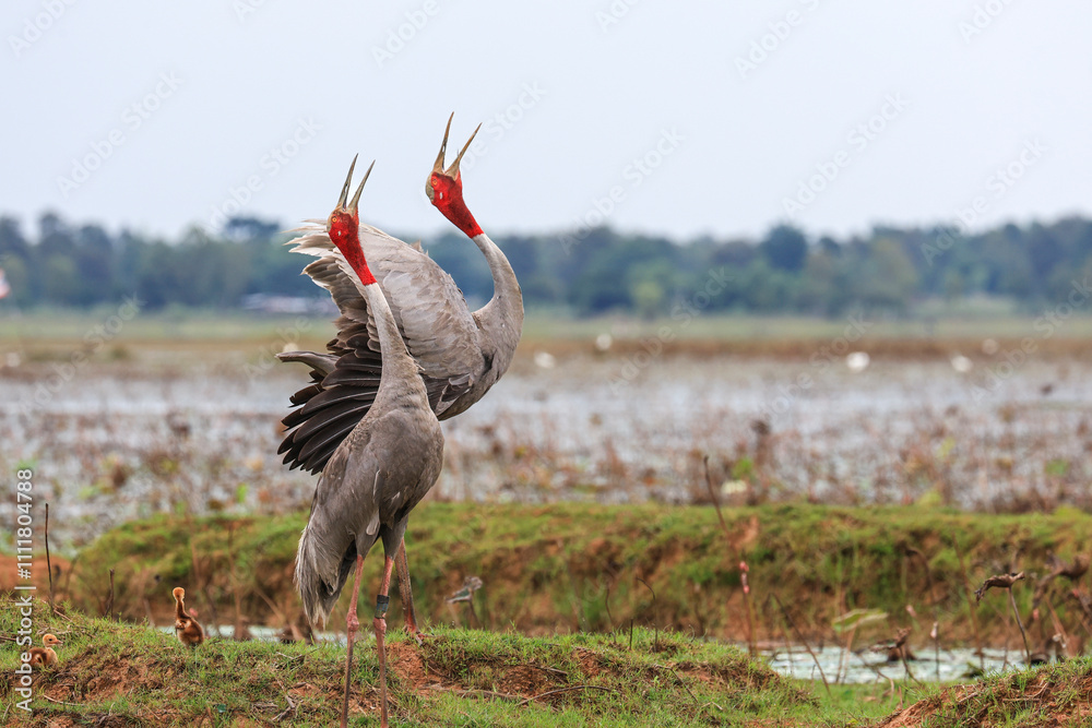 Φωτογραφία The sarus crane is a rare, large bird that lives in wetlands and organic rice fields in Buriram Province, Thailand
