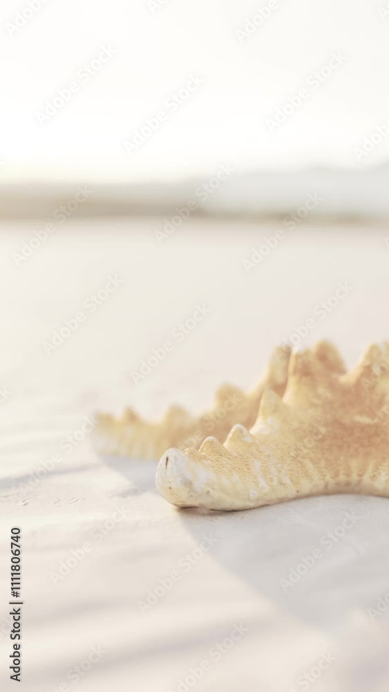 starfish on the sity beach