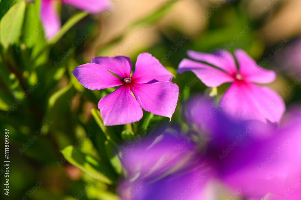 Blossoming pink flowers enjoy the warm sunlight in a vibrant garden during springtime. Blossoming pink flowers enjoy the warm sunlight in a vibrant garden during springtime.