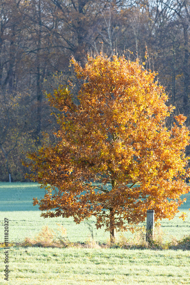 automne