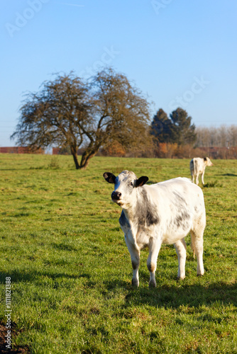 Obraz na płótnie vaches w salonie