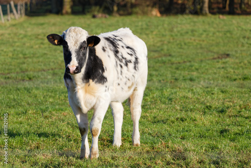 vaches