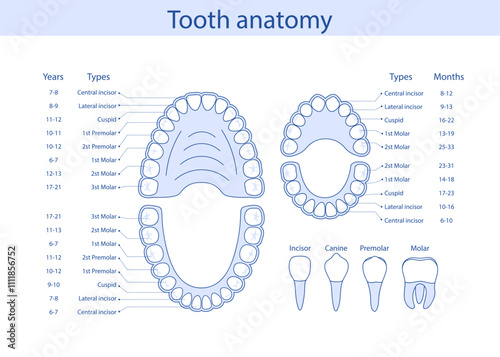 Diagram of human teeth with symbols. Dental medical vector illustration.