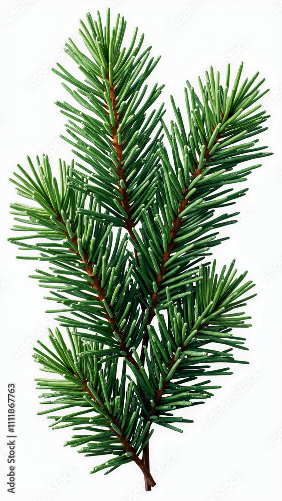 Festive Christmas Branch PNG: Versatile Holiday Graphic for Cards, Marketing, and Seasonal Branding Festive Christmas Branch PNG: Versatile Holiday Graphic for Cards, Marketing, and Seasonal Branding