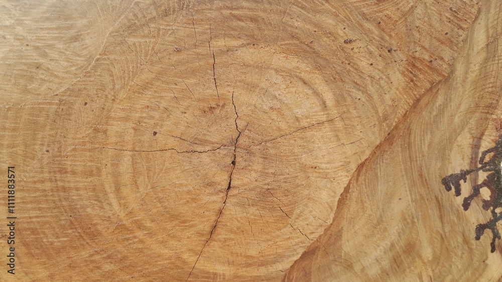 Naklejka premium A cross-section of a tree after it has been cut
