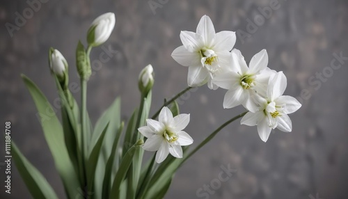 Closeup of paperwhite flower buds and stems with delicate details, microscopic details, small flowers photo