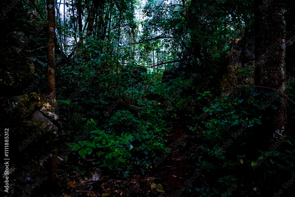 Exploring the dense jungle trail lush green forest photography natural environment close-up view wilderness adventure Exploring the dense jungle trail lush green forest photography natural environment close-up view wilderness adventure
