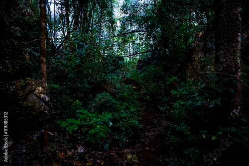 Exploring the dense jungle trail lush green forest photography natural environment close-up view wilderness adventure