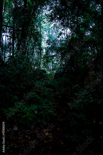 Exploring the mysterious jungle pathway dense forest nature scene lush environment ground level adventure awaits