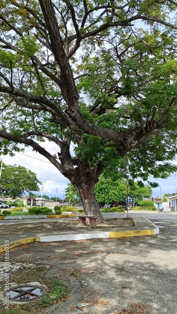 Arbol en una plaza Arbol en una plaza