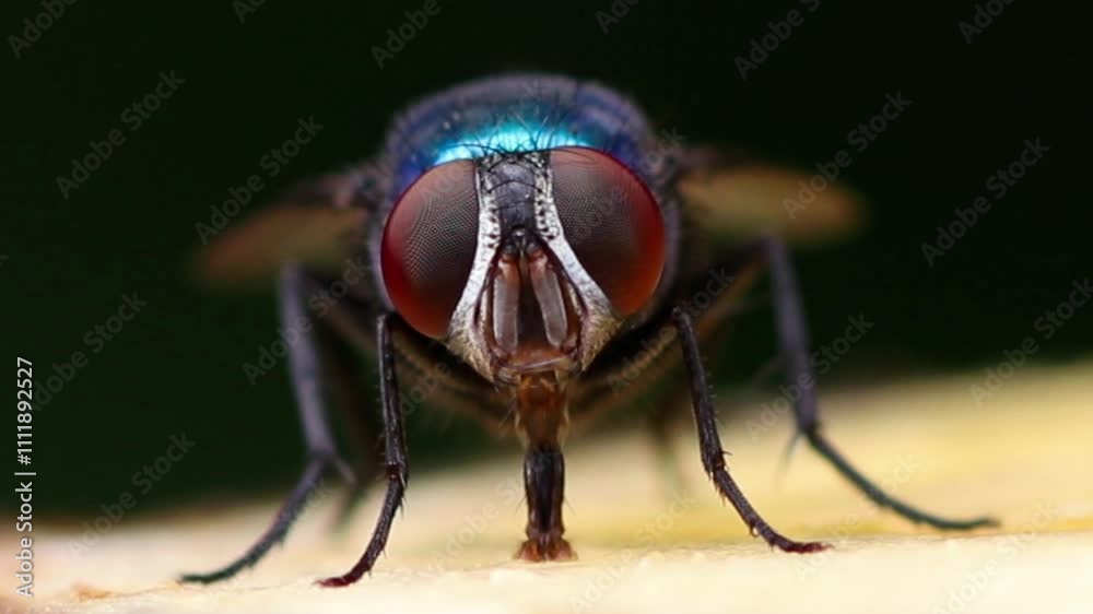 Close up macro of fly eating banana.