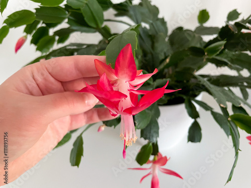 Beautiful blooming Christmas thanksgiving cactus houseplant with vibrant pink red flowers in white flower pot isolated on white background