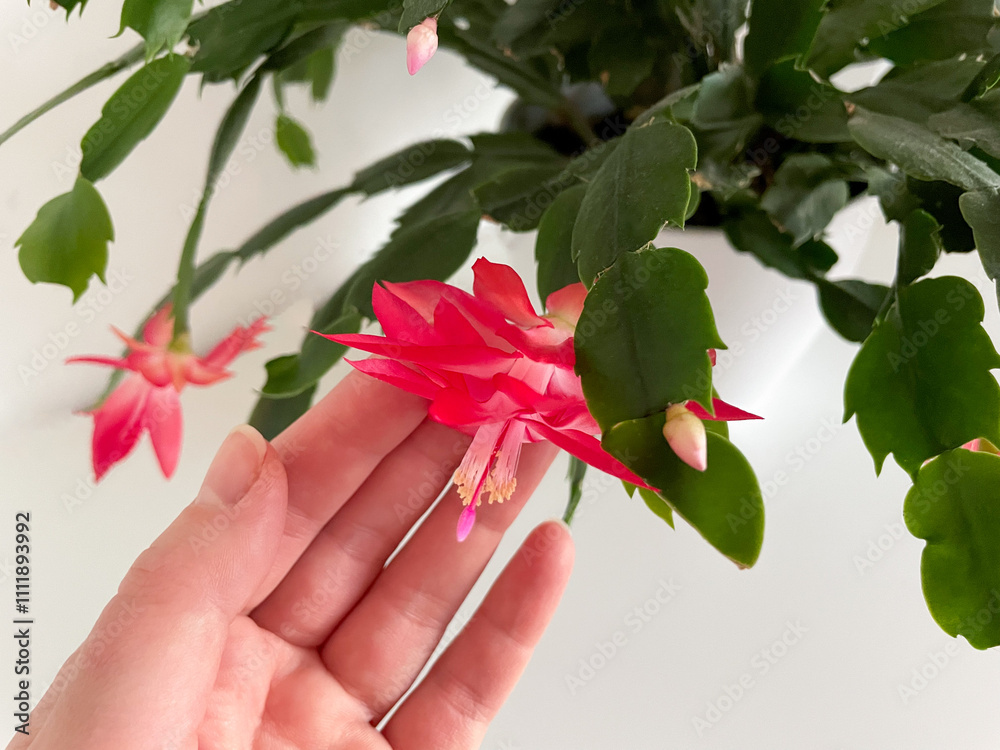 Φωτογραφία Beautiful blooming Christmas thanksgiving cactus houseplant with vibrant pink re