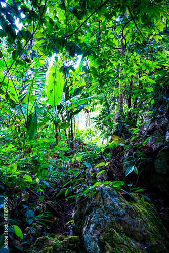 Exploring the lush wilderness of a tropical jungle nature photography dense foliage ground view vibrant ecosystem