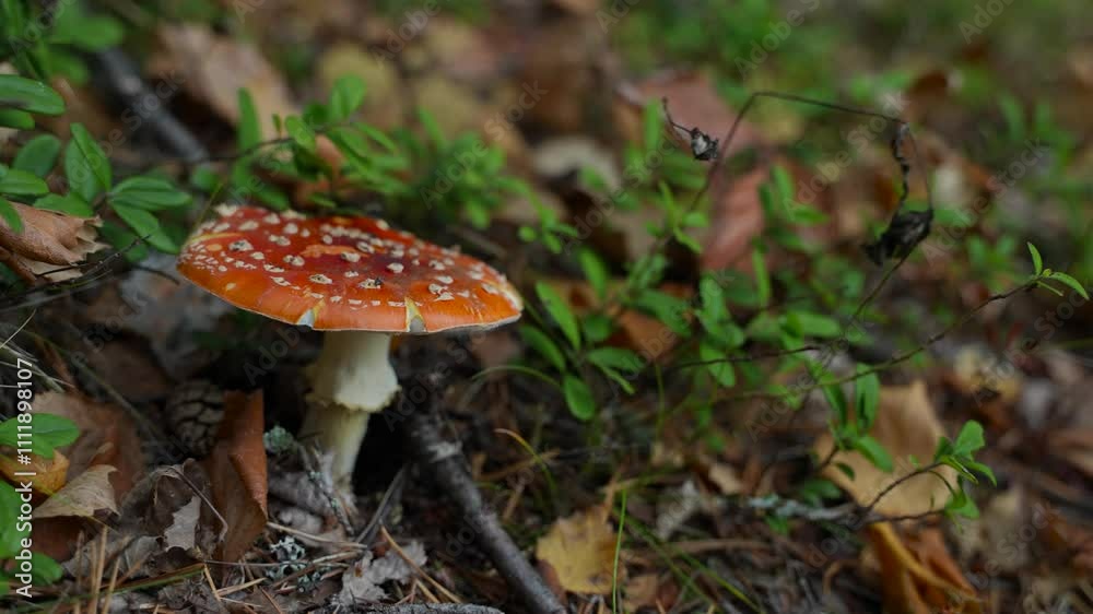 Amanita muscaria mushroom in forest in fall time. Red mushroom in autumn forest. Close up. Amanita muscaria mushroom in forest in fall time. Red mushroom in autumn forest. Close up.