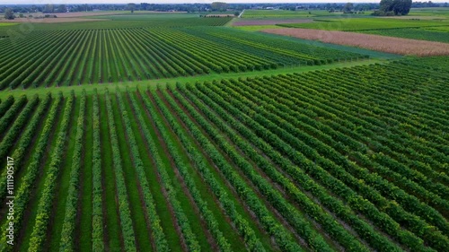 drone shot of a wineyard in plains