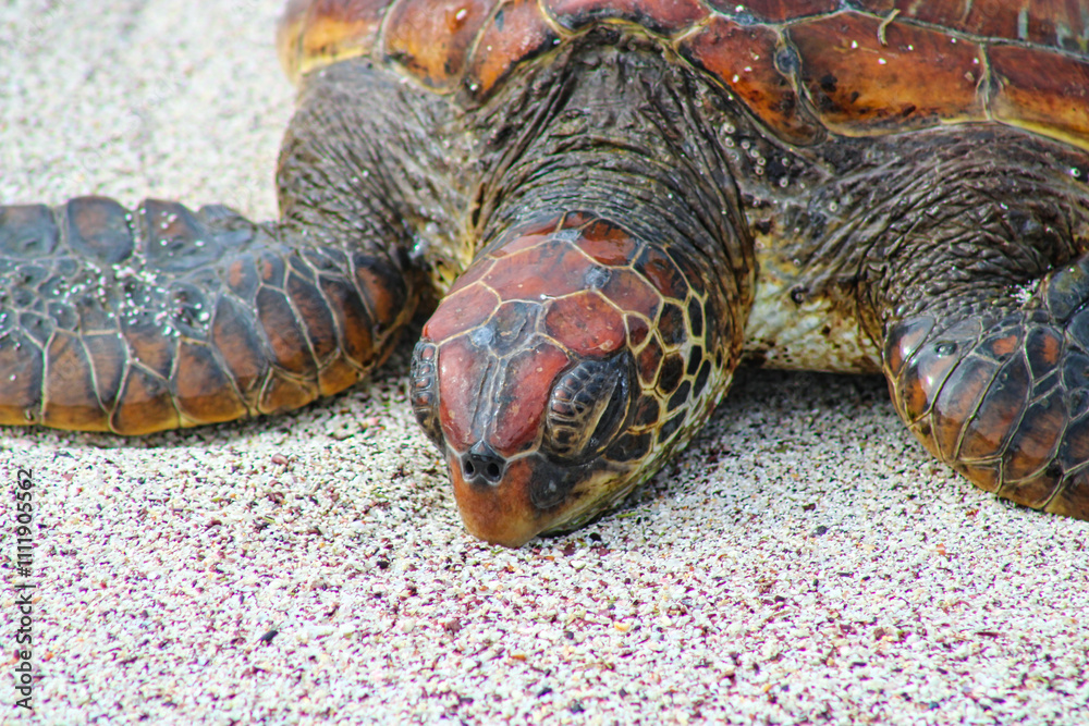 Fototapeta premium Pacific Green Turtle on la Loberia Beach on Isla Floreana on Galapagos Archipelago