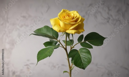 Riptortus clavatus on yellow Charleston rose with leaf , garden scene, insect on plant, riptortus clavatus photo